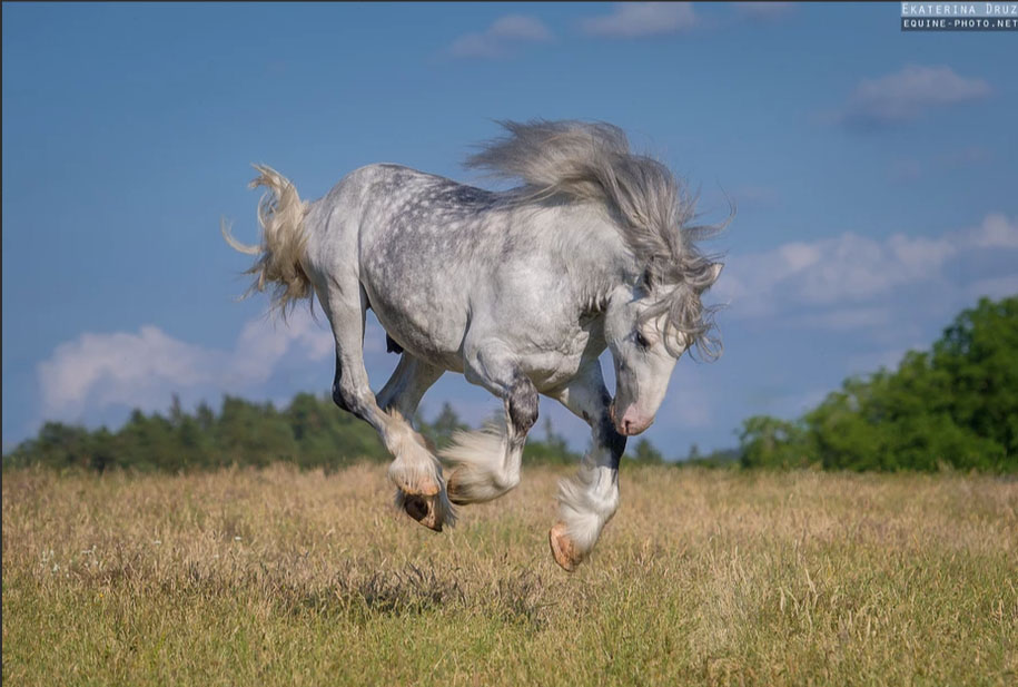 Ekaterina Druz - Equine Photography - Shire horse floating above Bavarian fields